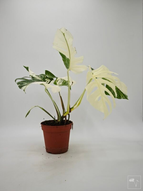 Monstera Albo Variegata (L) 19 - Imagen 5