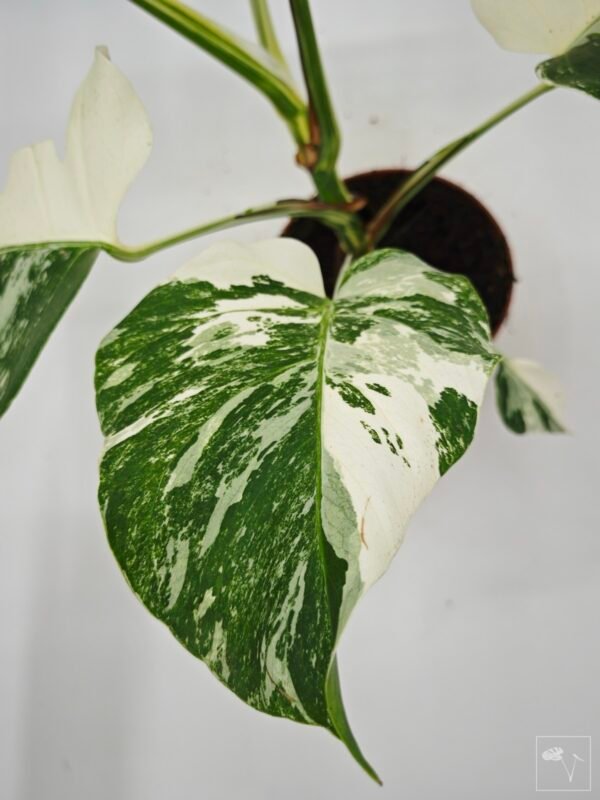 Monstera Albo Variegata (L) 19