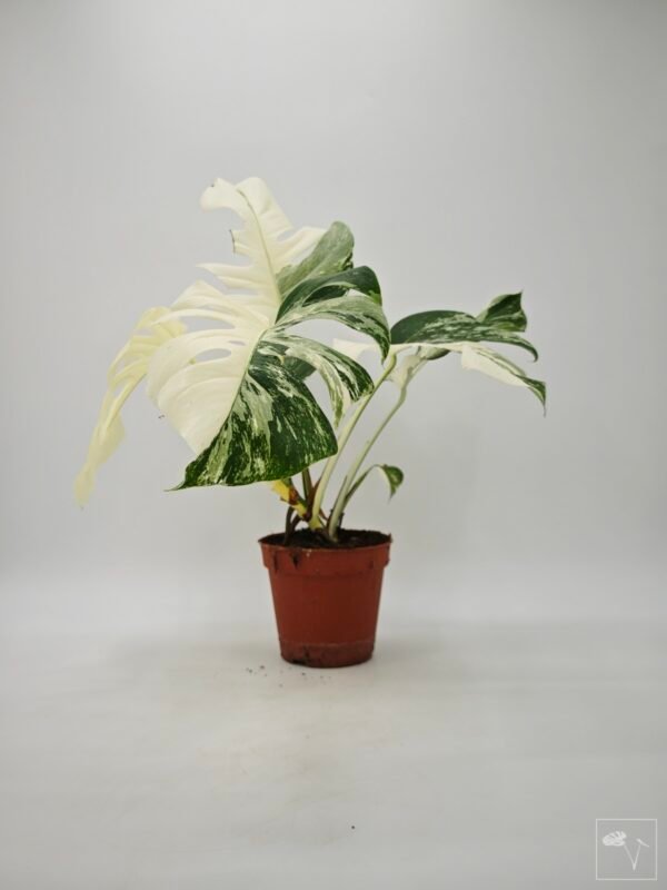 Monstera Albo Variegata (L) 19 - Imagen 7