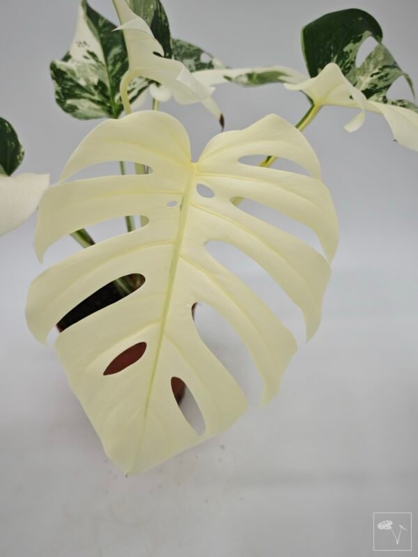 Monstera Albo Variegata (L) 19 - Imagen 8
