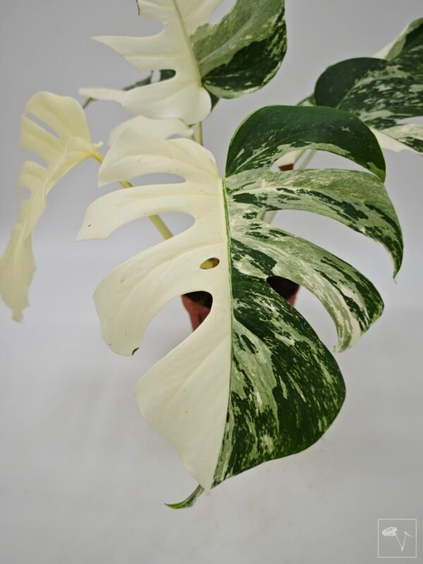 Monstera Albo Variegata (L) 19 - Imagen 9