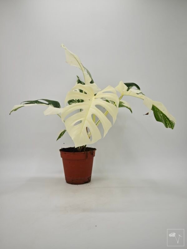 Monstera Albo Variegata (L) 19 - Imagen 10