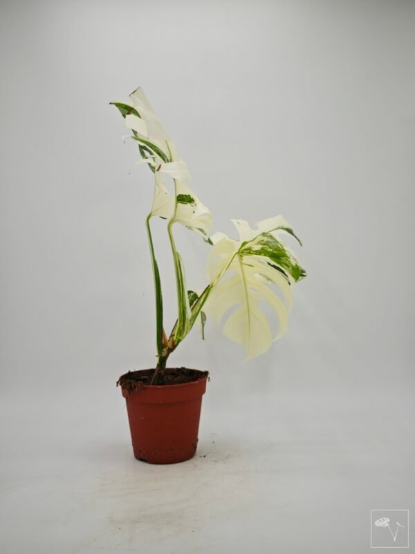 Monstera Albo Variegata (L) 1 - Imagen 2