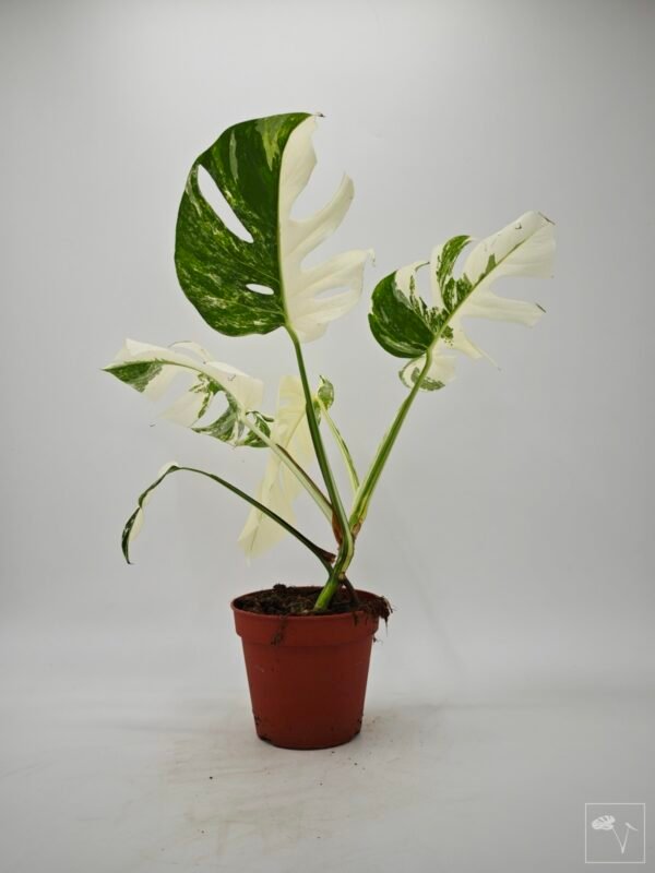Monstera Albo Variegata (L) 1 - Imagen 6