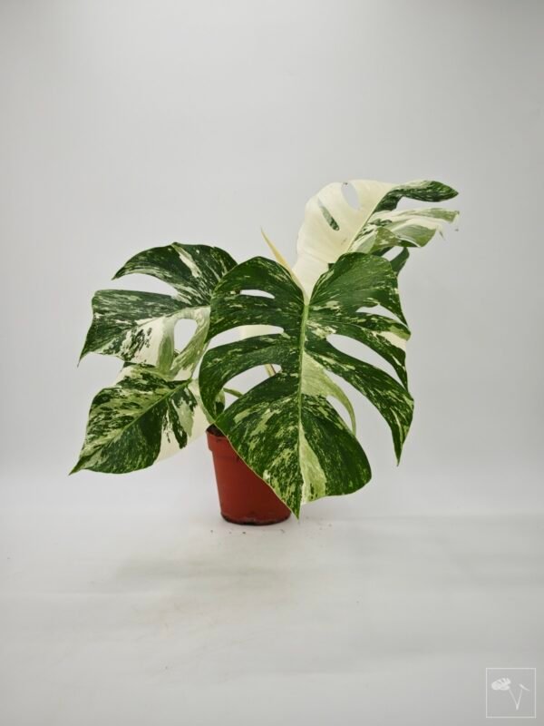 Monstera Albo Variegata (L) 20 - Imagen 2