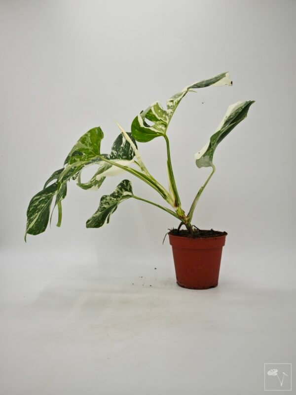 Monstera Albo Variegata (L) 20 - Imagen 3