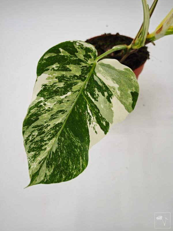 Monstera Albo Variegata (L) 20 - Imagen 4