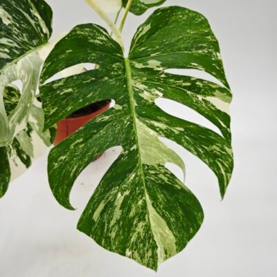 Monstera Albo Variegata (L)