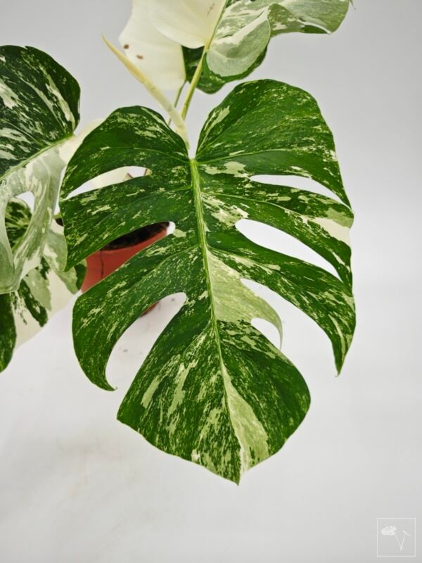 Monstera Albo Variegata (L) 20