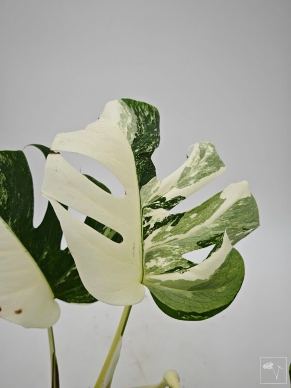 Monstera Albo Variegata (L) 20 - Imagen 6