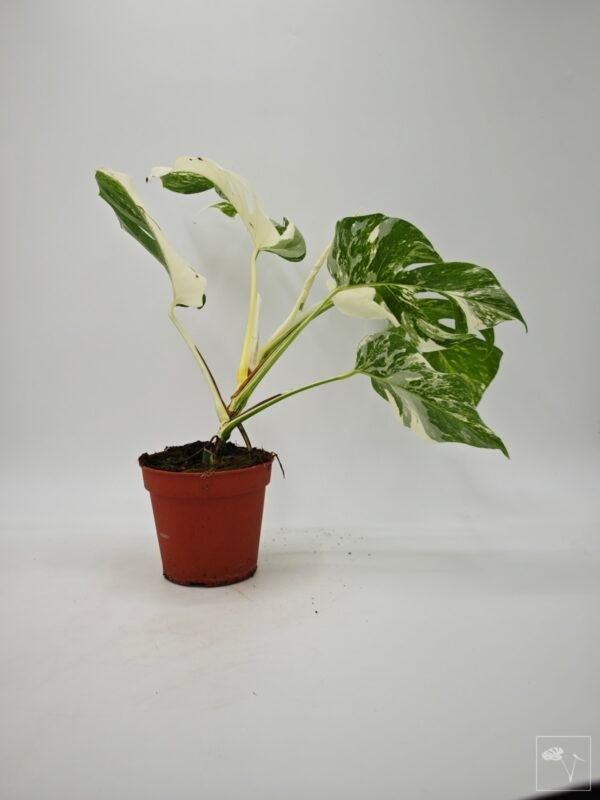 Monstera Albo Variegata (L) 20 - Imagen 7