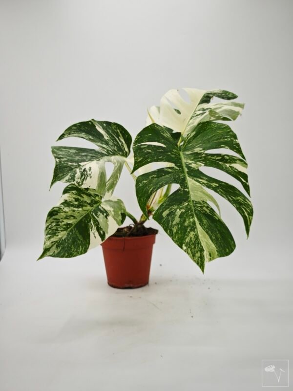 Monstera Albo Variegata (L) 20 - Imagen 8