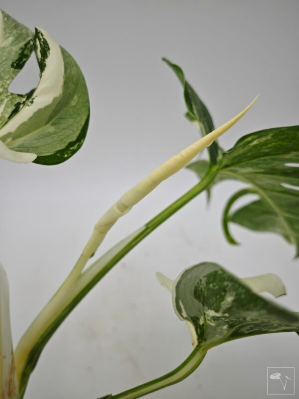 Monstera Albo Variegata (L) 20 - Imagen 9