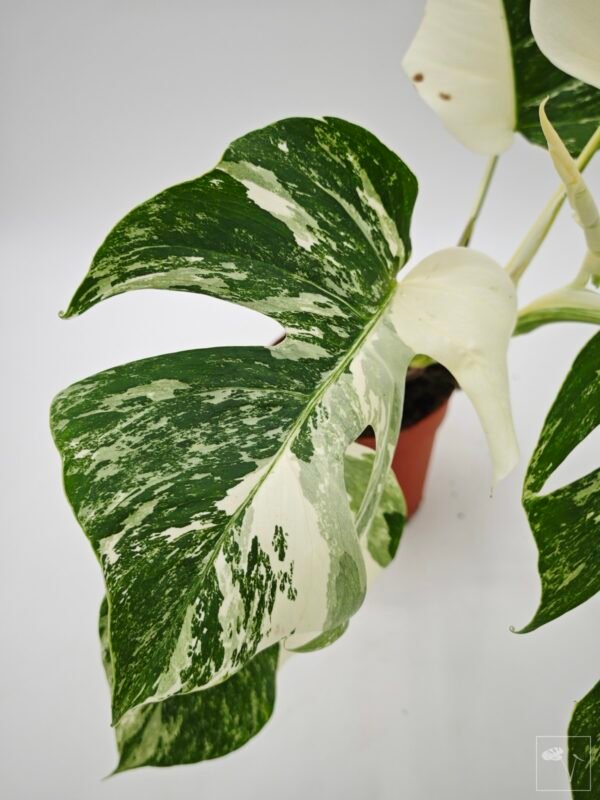 Monstera Albo Variegata (L) 20 - Imagen 10