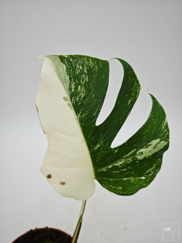 Monstera Albo Variegata (L) 20 - Imagen 11