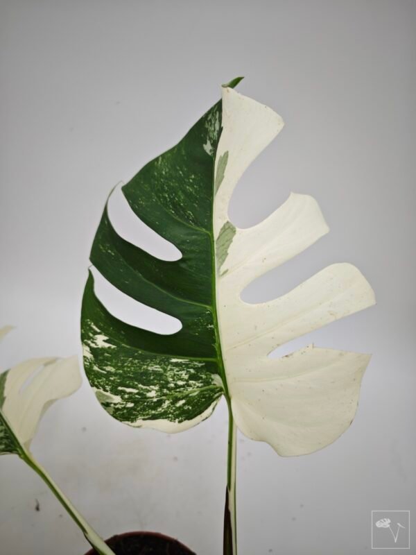 Monstera Albo Variegata (L) 21 - Imagen 2