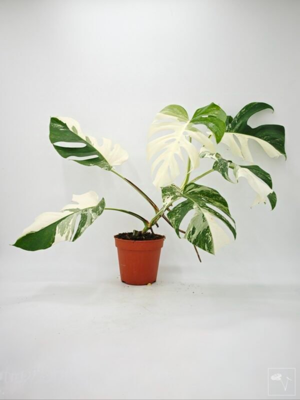 Monstera Albo Variegata (L) 21 - Imagen 3
