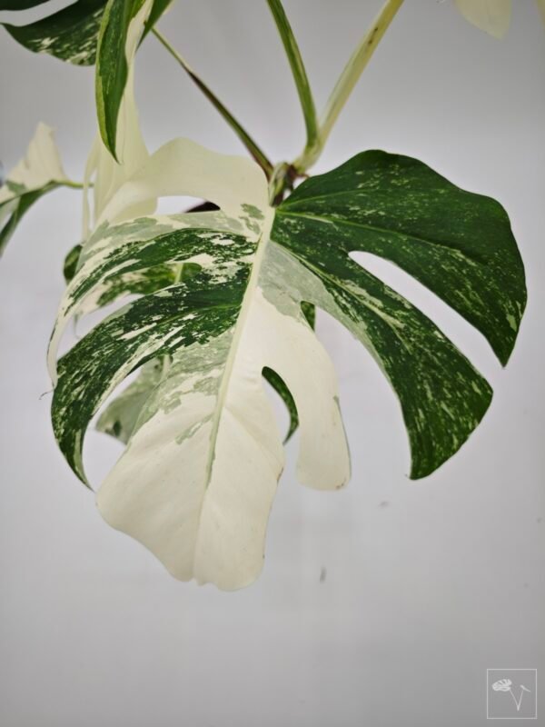 Monstera Albo Variegata (L) 21 - Imagen 4