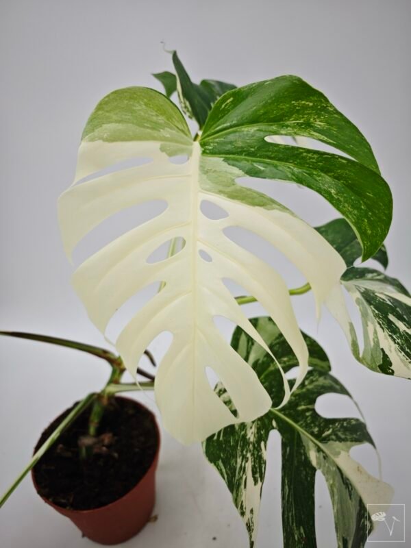 Monstera Albo Variegata (L) 21