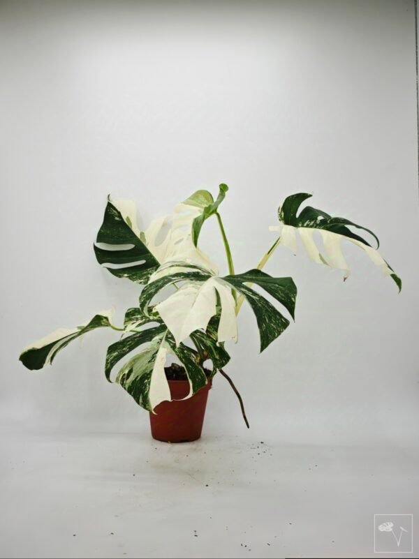 Monstera Albo Variegata (L) 21 - Imagen 6