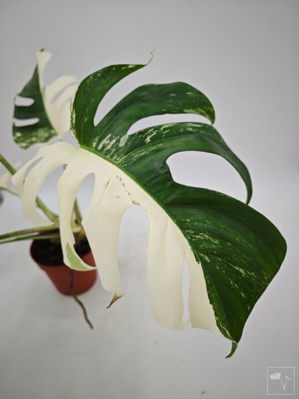 Monstera Albo Variegata (L) 21 - Imagen 7