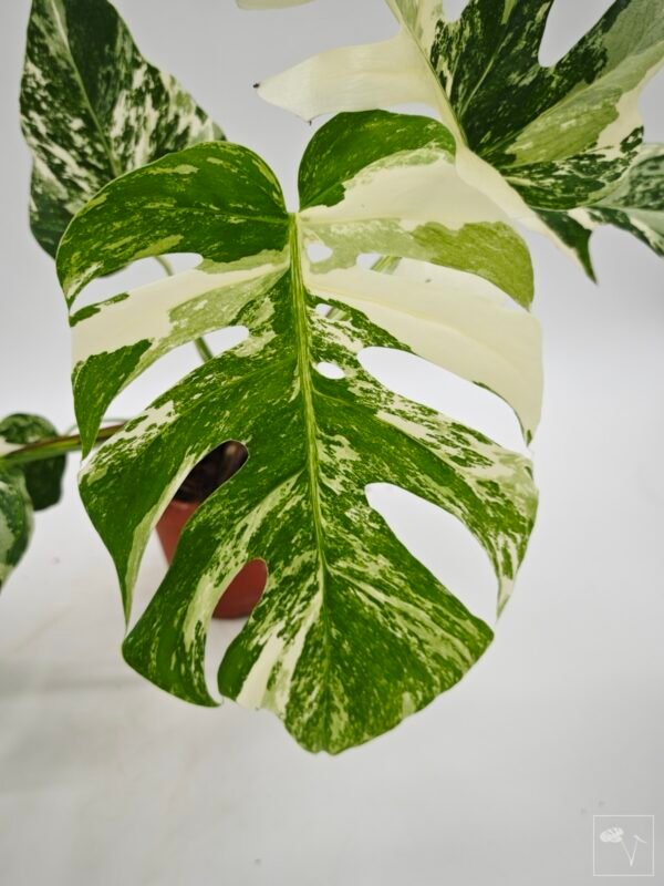Monstera Albo Variegata (L) 22