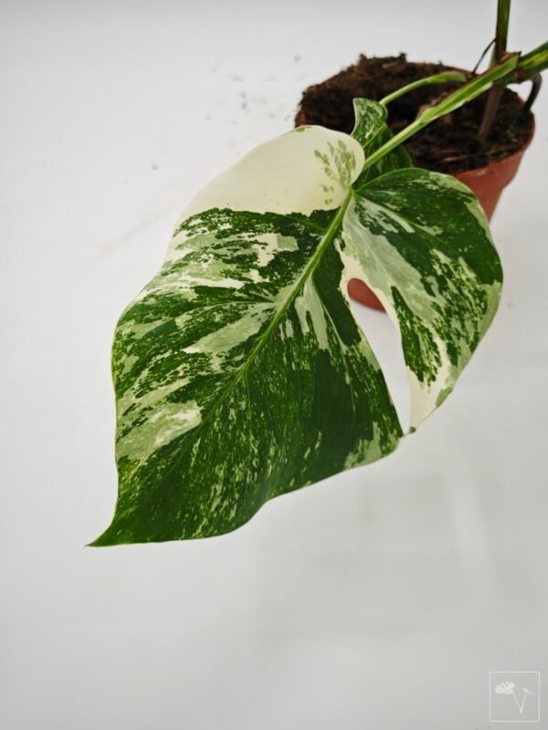 Monstera Albo Variegata (L) 22 - Imagen 3