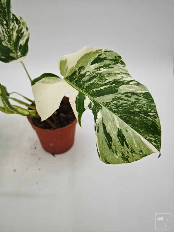 Monstera Albo Variegata (L) 22 - Imagen 4