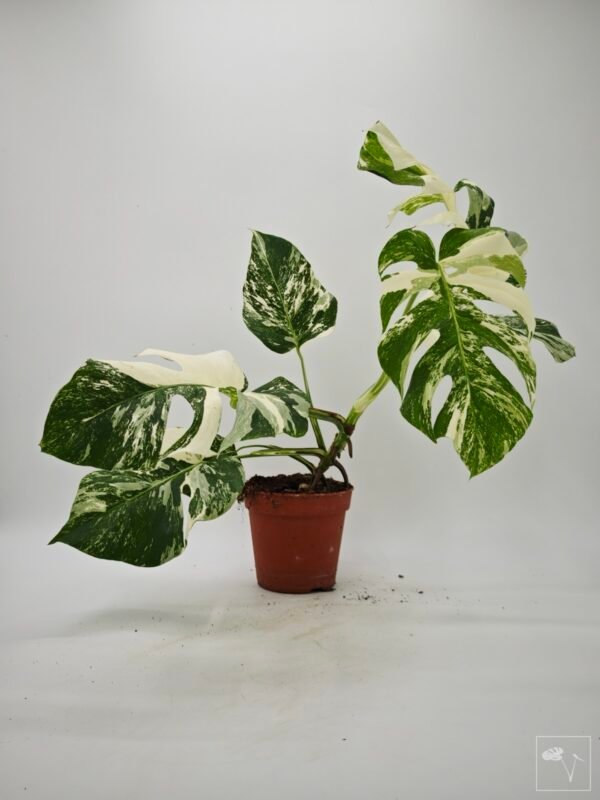 Monstera Albo Variegata (L) 22 - Imagen 5