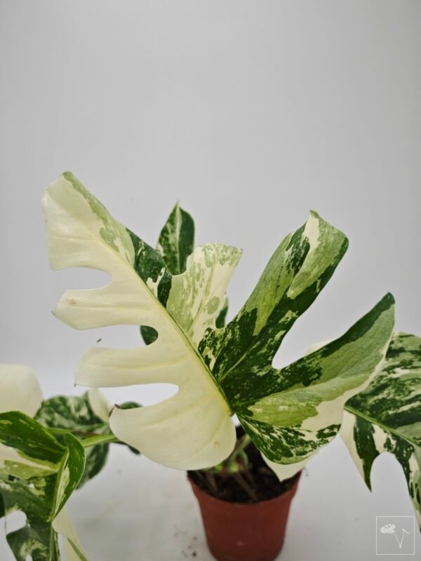 Monstera Albo Variegata (L) 22 - Imagen 6