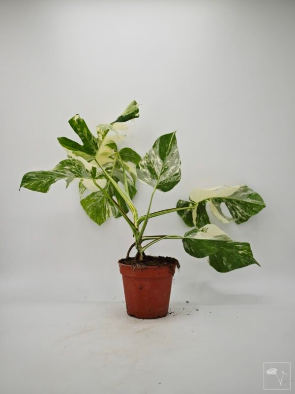 Monstera Albo Variegata (L) 22 - Imagen 7