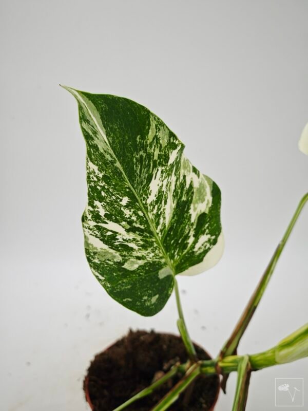 Monstera Albo Variegata (L) 22 - Imagen 8