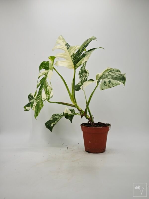 Monstera Albo Variegata (L) 22 - Imagen 9