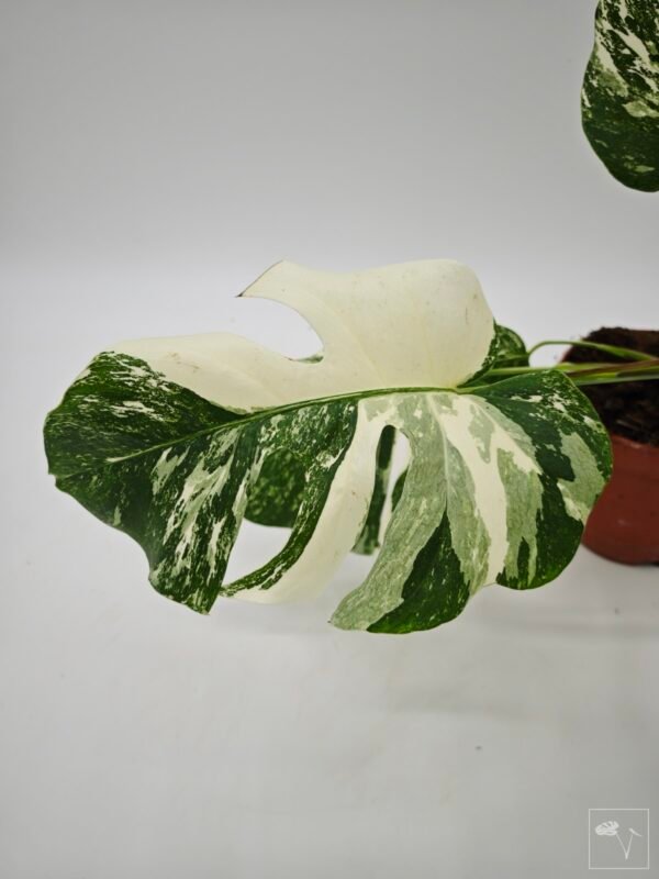 Monstera Albo Variegata (L) 22 - Imagen 10