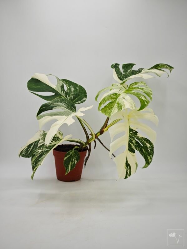 Monstera Albo Variegata (L) 23 - Imagen 2