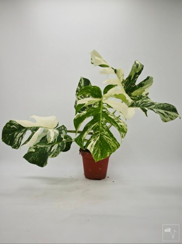 Monstera Albo Variegata (L) 23 - Imagen 4