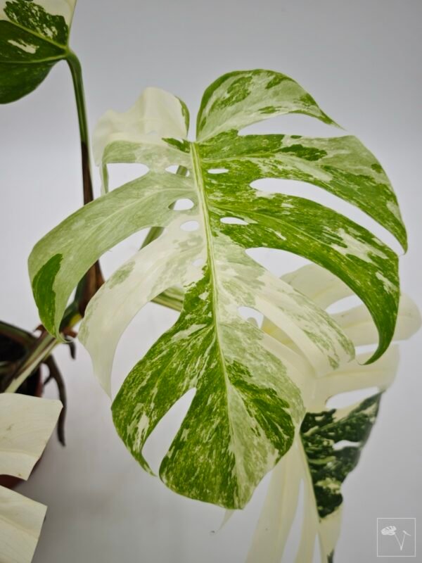 Monstera Albo Variegata (L) 23 - Imagen 5