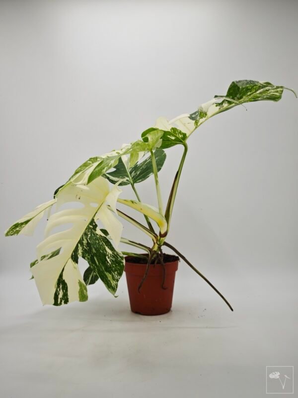 Monstera Albo Variegata (L) 23 - Imagen 6