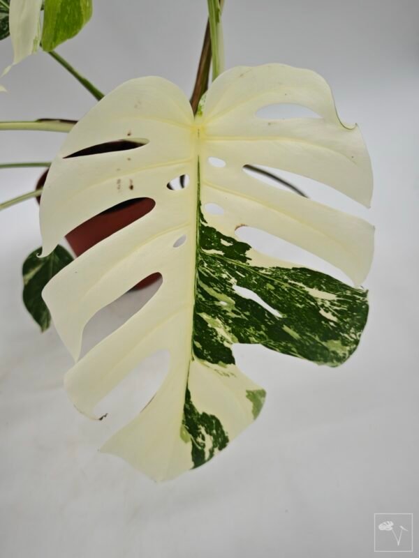 Monstera Albo Variegata (L) 23 - Imagen 9