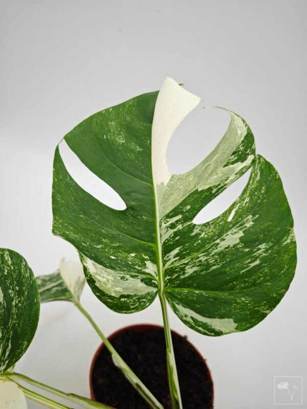 Monstera Albo Variegata (L) 23