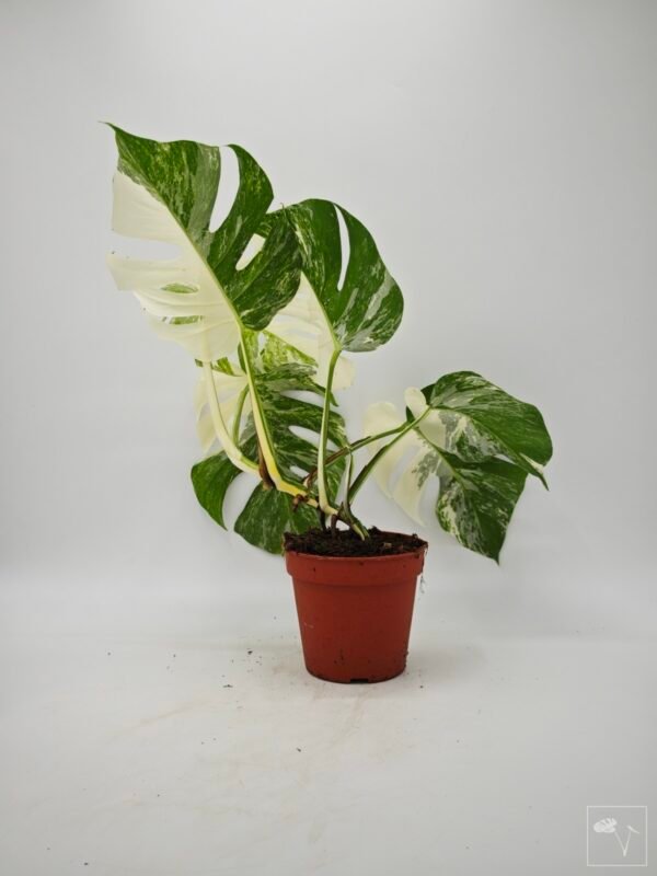 Monstera Albo Variegata (L) - Imagen 2