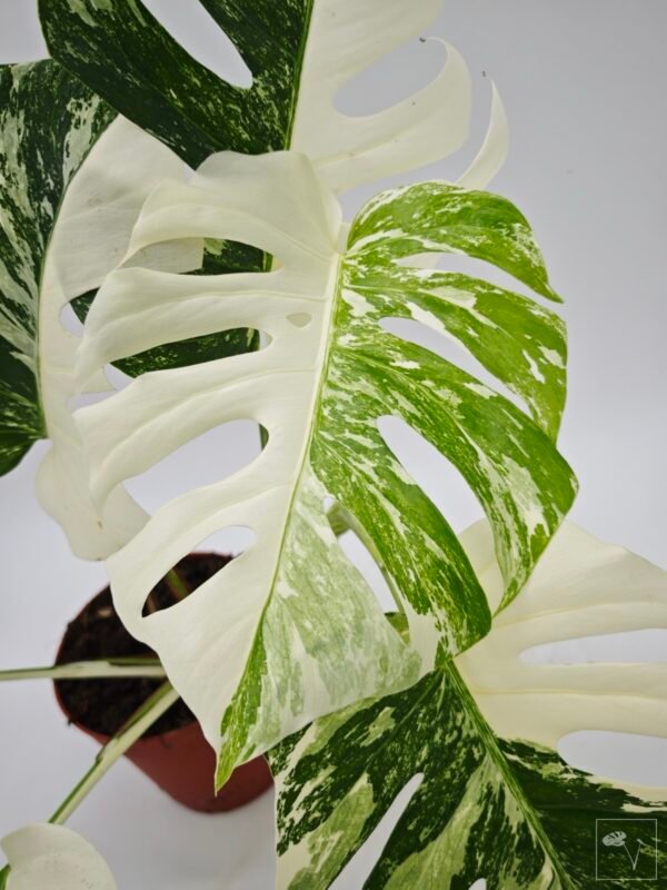 Monstera Albo Variegata (L)