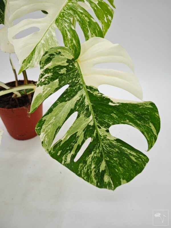 Monstera Albo Variegata (L) - Imagen 4