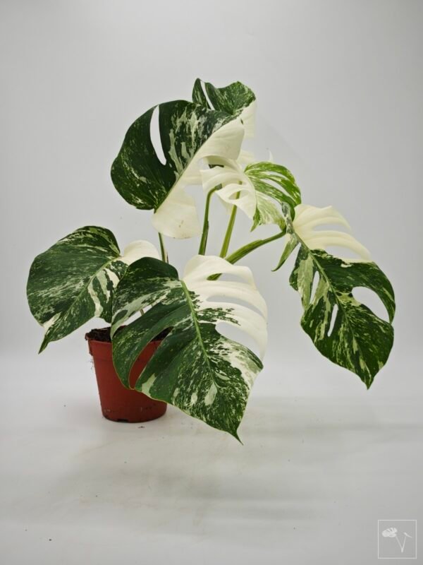 Monstera Albo Variegata (L) - Imagen 5