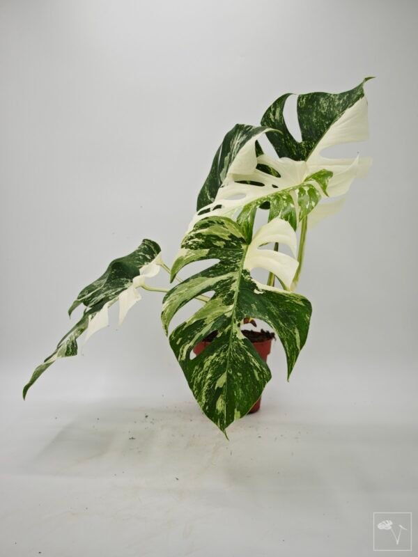 Monstera Albo Variegata (L) - Imagen 6