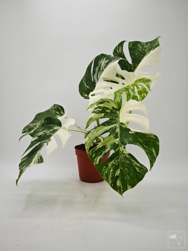 Monstera Albo Variegata (L) - Imagen 7