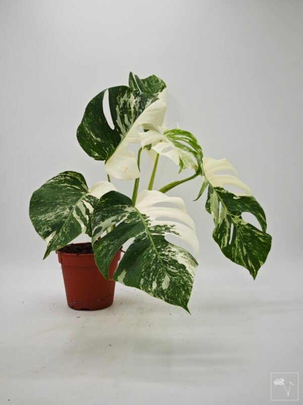 Monstera Albo Variegata (L) - Imagen 8