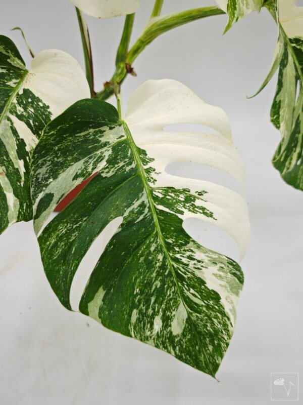 Monstera Albo Variegata (L) - Imagen 9