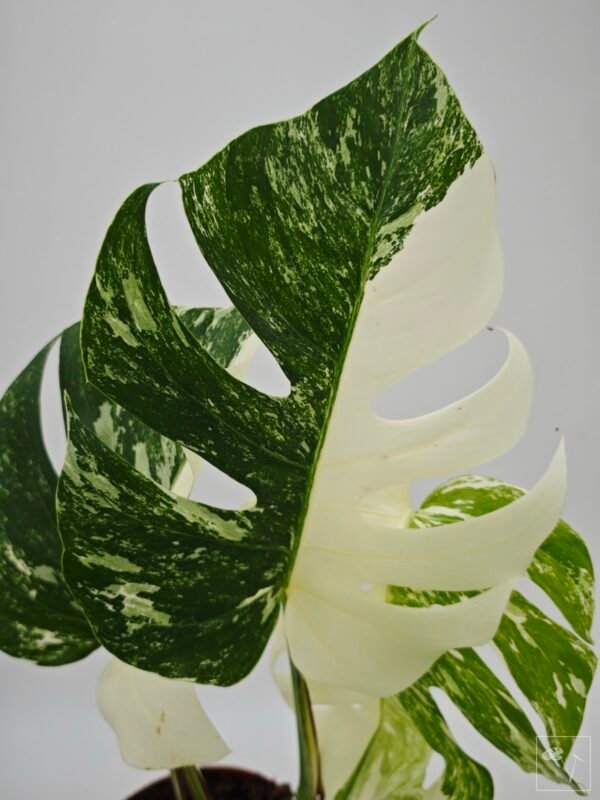 Monstera Albo Variegata (L) - Imagen 10