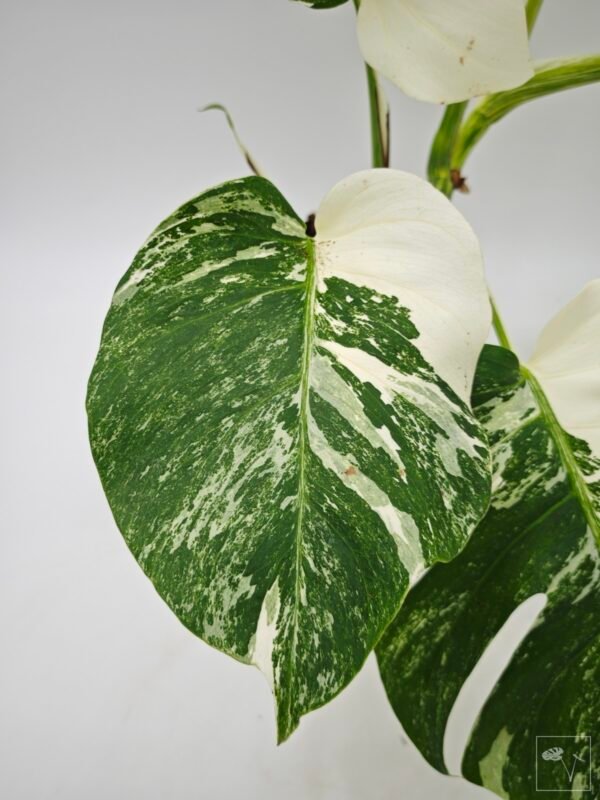 Monstera Albo Variegata (L) - Imagen 11